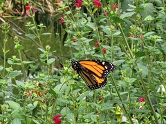 Danaus plexippus plexippus