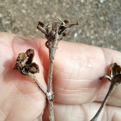 Hymenopappus filifolius lugens