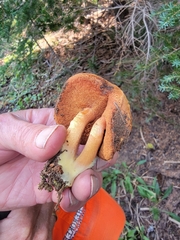 Neolentinus ponderosus