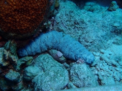 Holothuria mexicana