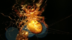 Araneidae