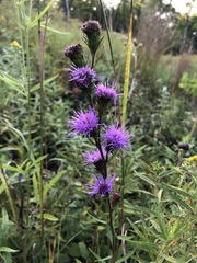 Liatris scariosa