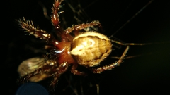 Araneidae