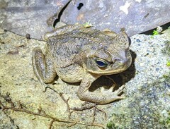 Rhinella horribilis