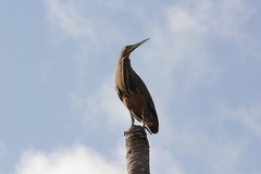 Tigrisoma mexicanum
