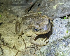 Rhinella horribilis
