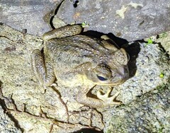 Rhinella horribilis