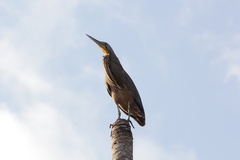 Tigrisoma mexicanum