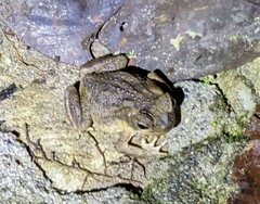 Rhinella horribilis