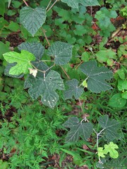 Vitis mustangensis