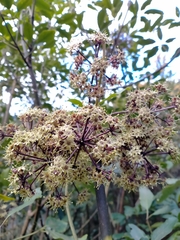 Pseudopanax arboreus