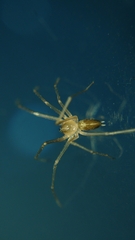 Cithaeron praedonius