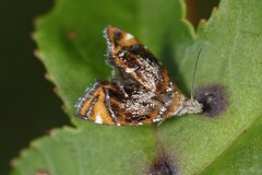 Prochoreutis inflatella