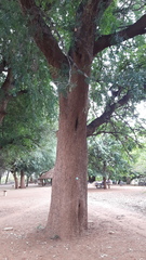 Xanthocercis zambesiaca