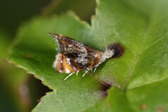 Prochoreutis inflatella