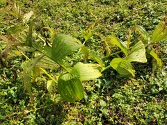 Veratrum viride