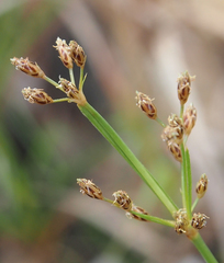 Fimbristylis dichotoma