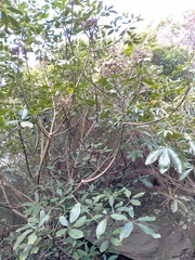Pseudopanax arboreus