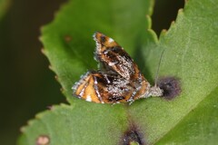 Prochoreutis inflatella
