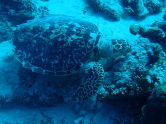 Eretmochelys imbricata