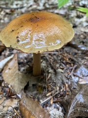 Cortinarius mucosus