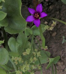 Calandrinia compressa