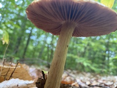 Cortinarius mucosus
