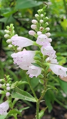 Physostegia