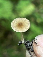 Pluteus podospileus