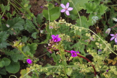 Calandrinia compressa