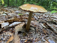 Cortinarius mucosus