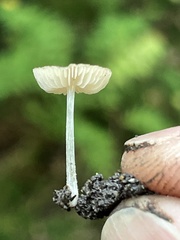 Pluteus podospileus