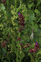 Calandrinia compressa