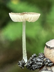 Pluteus podospileus