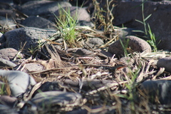 Aspidoscelis hyperythrus