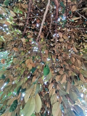 Chrysophyllum cainito