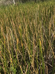 Eleocharis interstincta