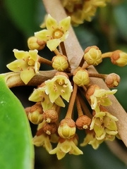 Chrysophyllum cainito