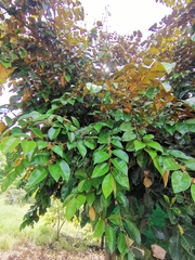 Chrysophyllum cainito