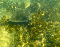 Myliobatis tenuicaudatus