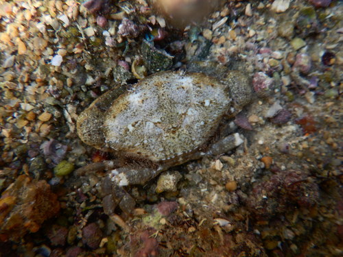 jaguar round crab, photo 2 of 10