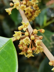 Chrysophyllum cainito