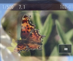 Polygonia gracilis