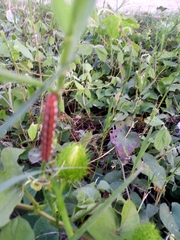 Emesis mandana