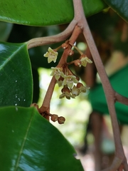 Chrysophyllum cainito