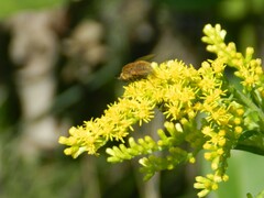 Sparnopolius confusus