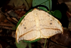 Drepana arcuata
