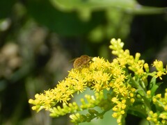 Sparnopolius confusus