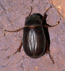 Phyllophaga