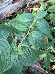 Lithospermum latifolium
